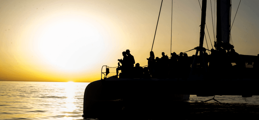 Delfine in Cala Ratjada