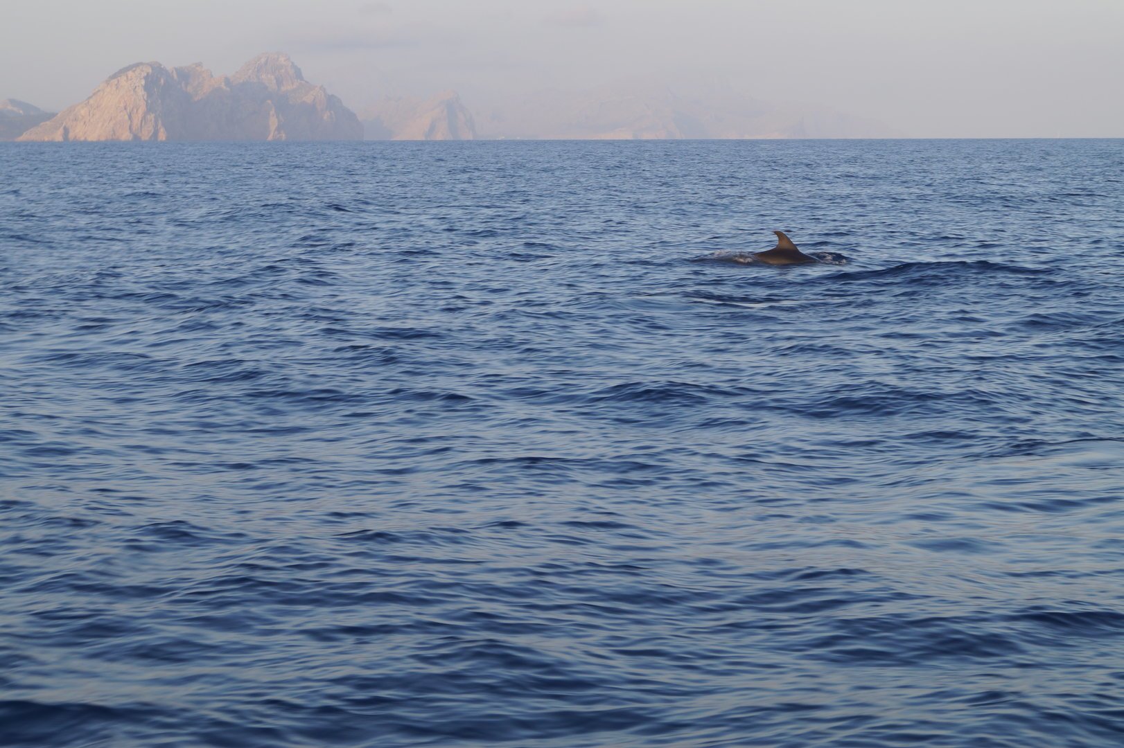Delfine schwimmen in der Nähe des Cap de Formentor
