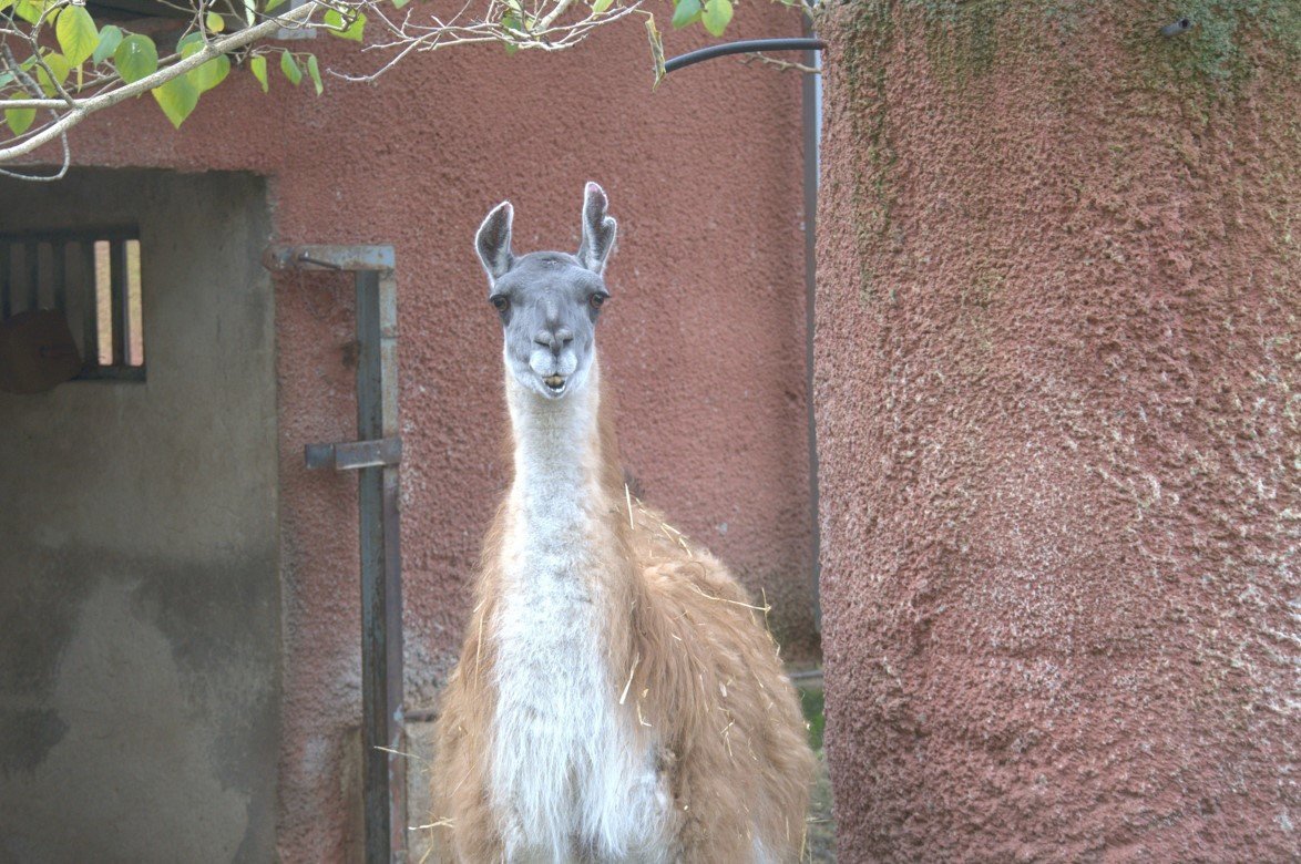 Lama im Park