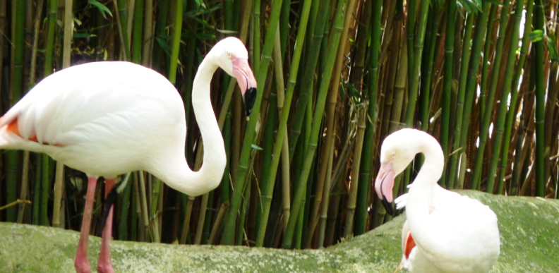 Flamingos