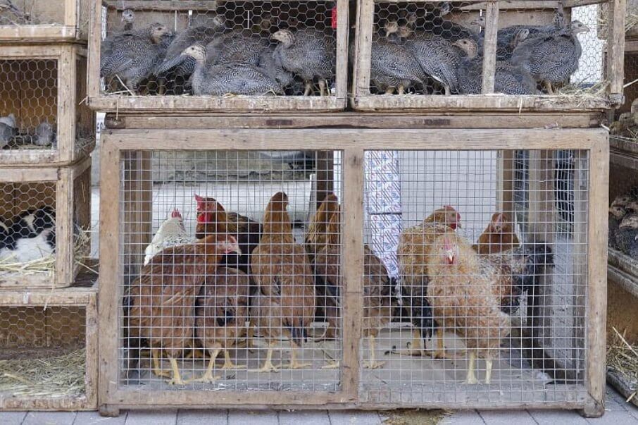 Hähnchen auf Markt in Sineu