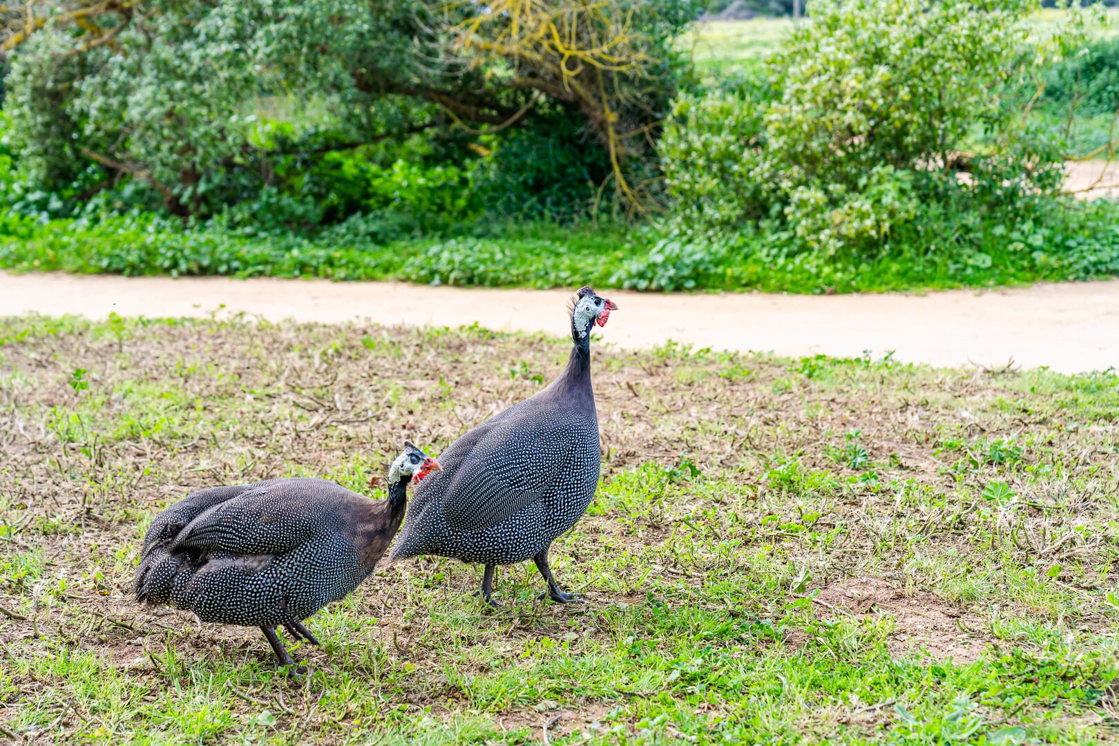 Vögel