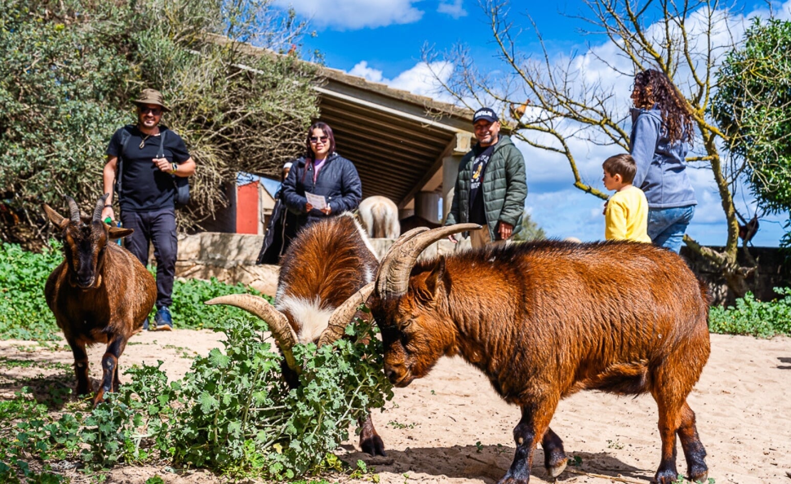 jeep safari mallorca tickets