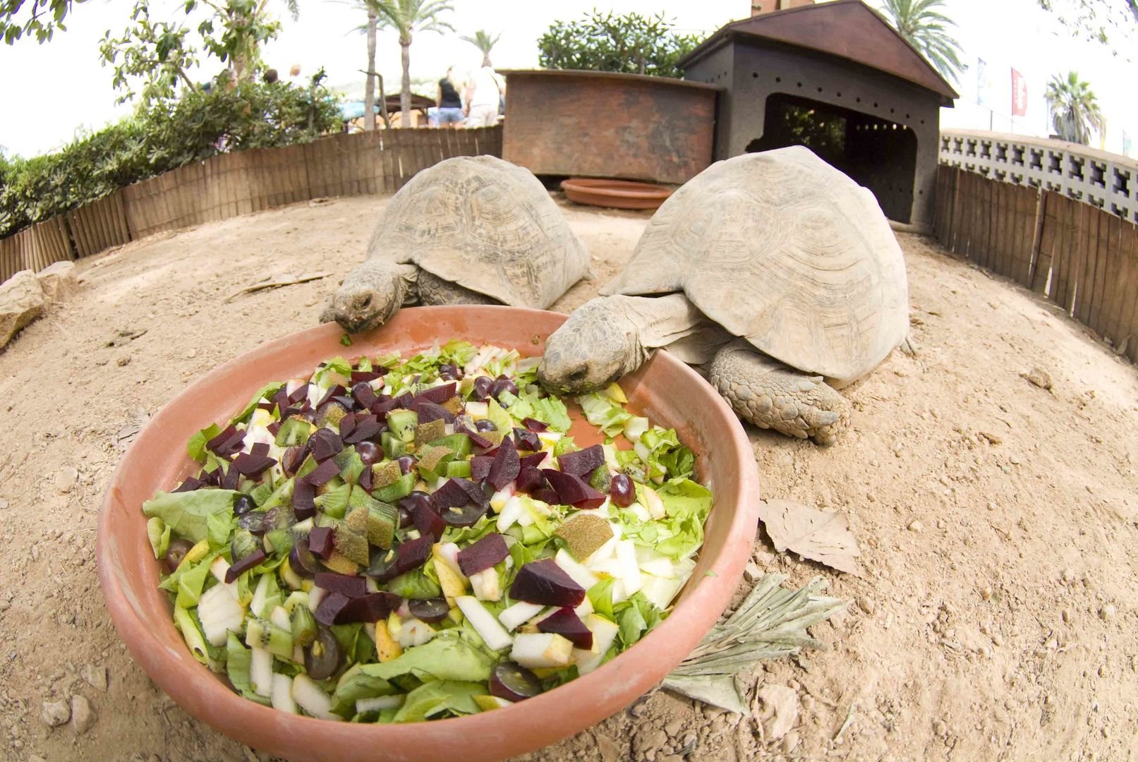 Schildkröten in marineland