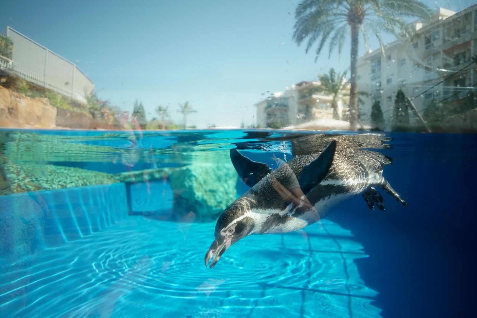 Pinguins schwimmarea