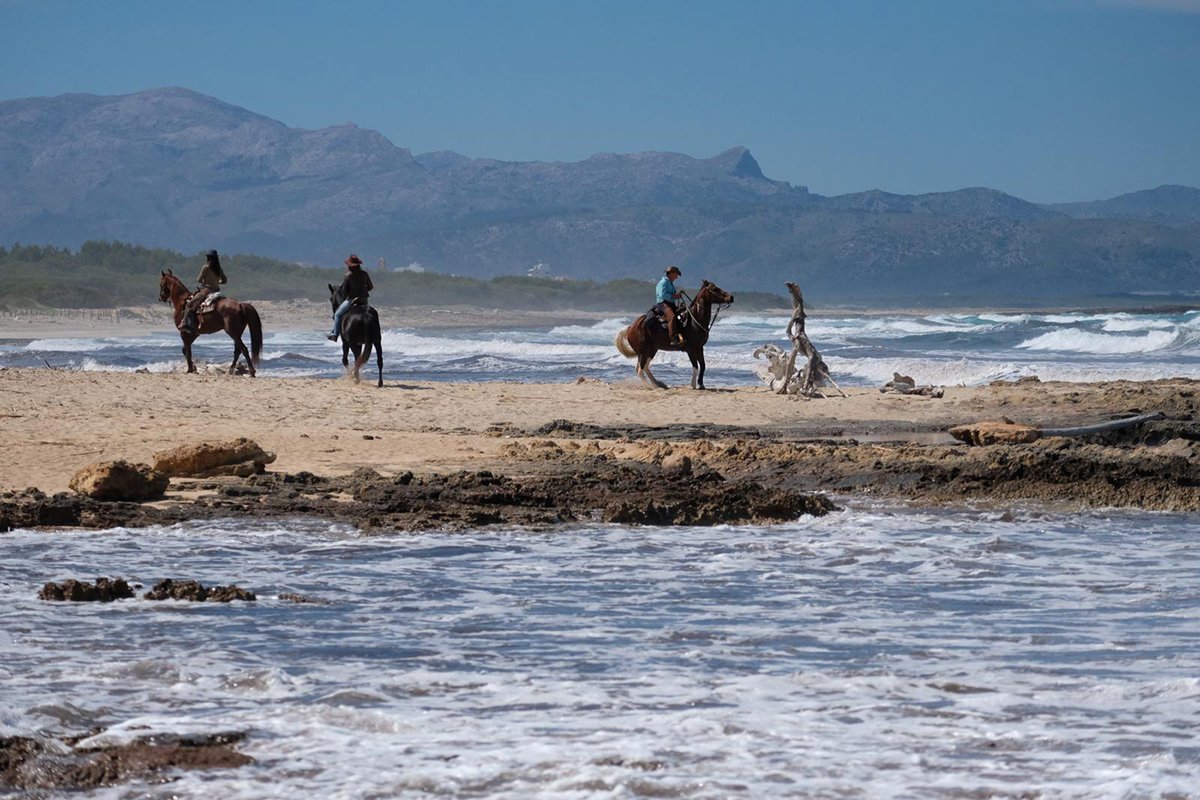 reiten auf mallorca am strand entlang