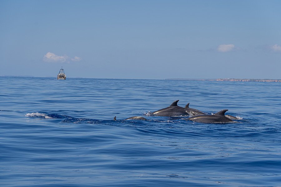Stopp zum Schimmen im Meer