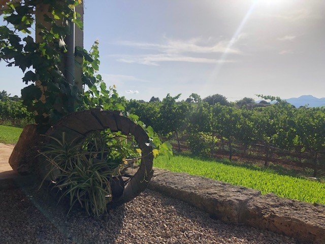 Butxet Weingut Weinberg