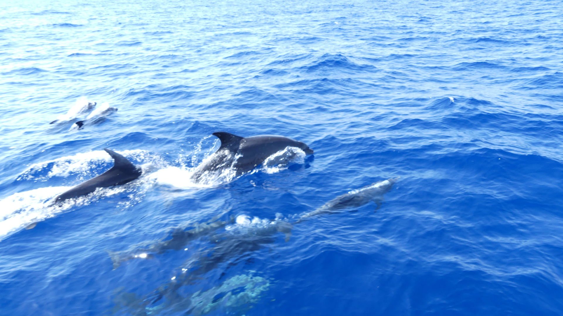 avistamiento de delfines en cala dor