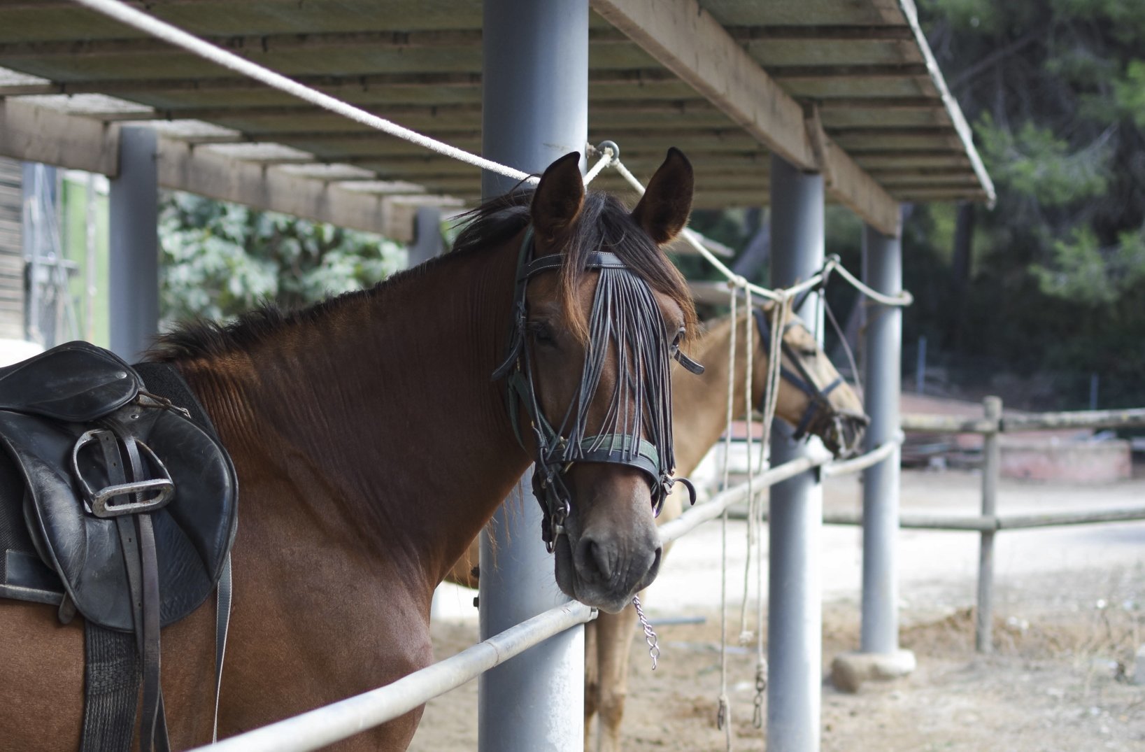 caballos en mallorca