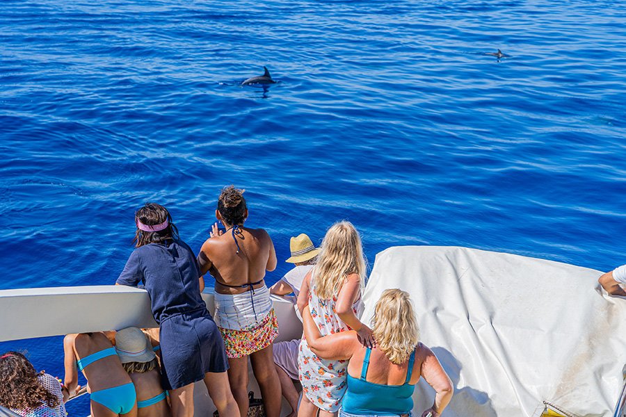 delfines en cala dor