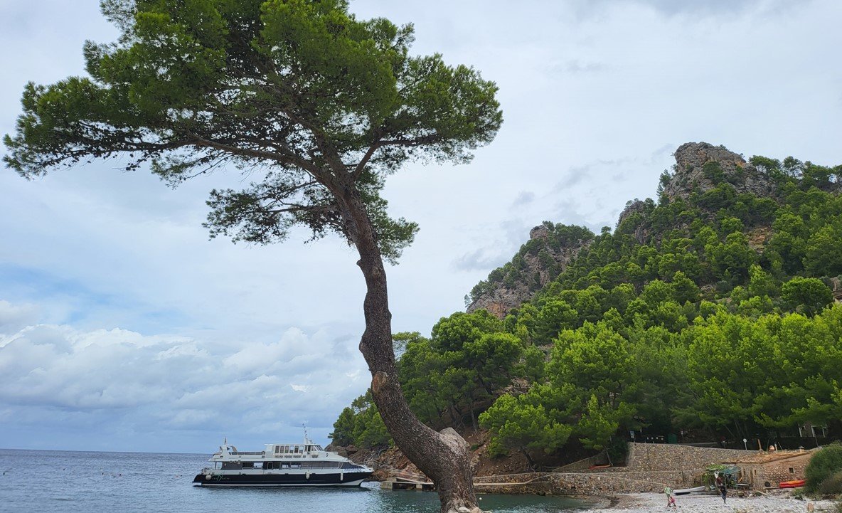 arbol en cala tuent