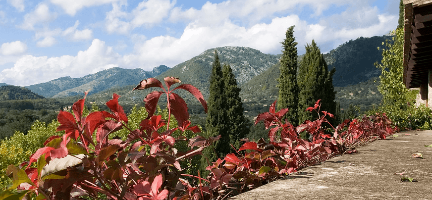 terraza del bar de las coves de Campanet
