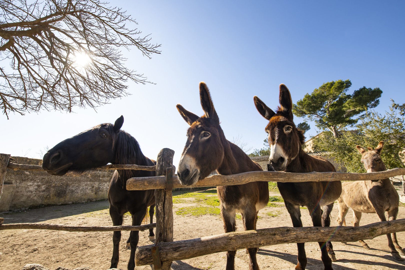 animales en els calderers