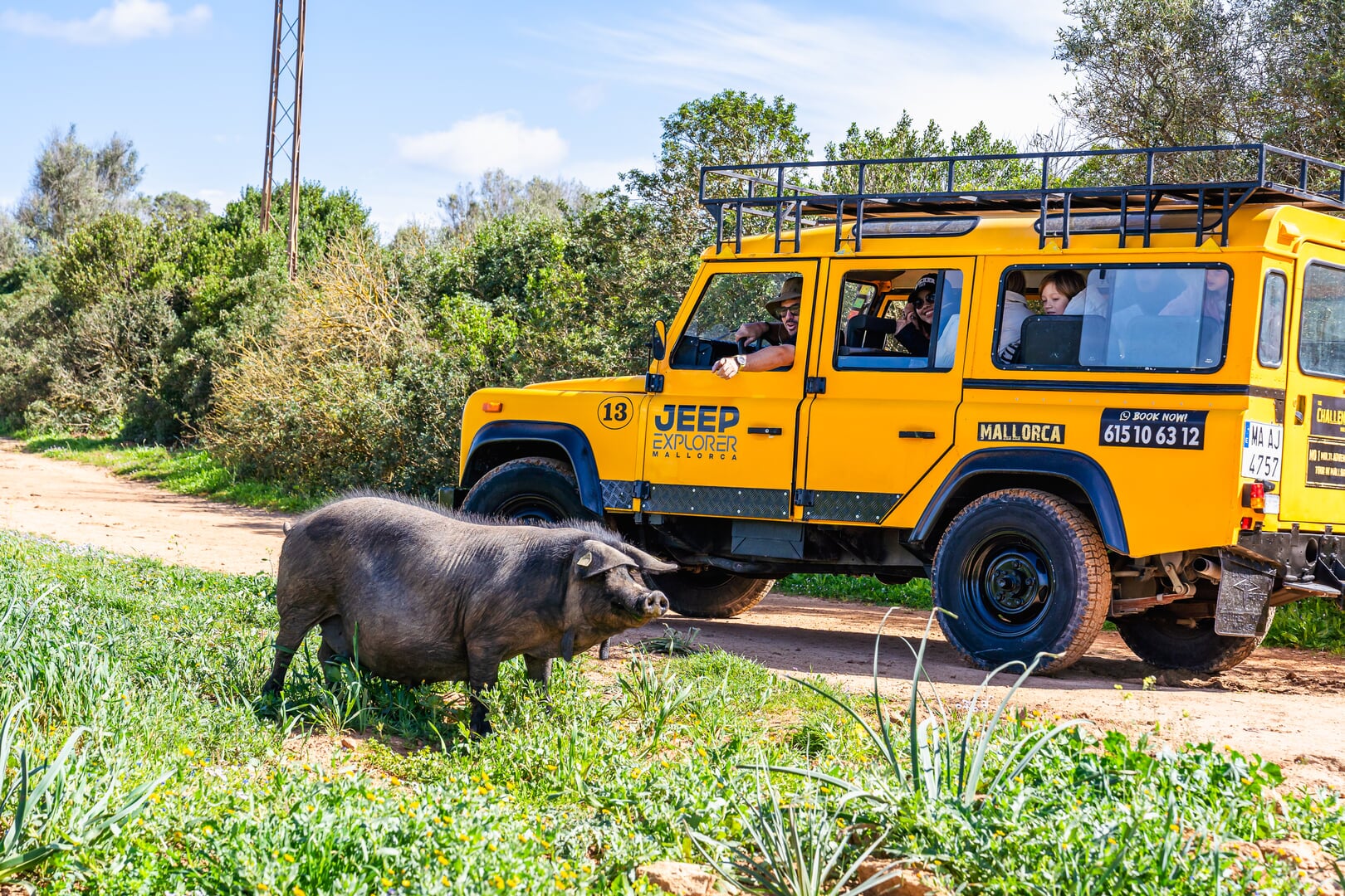 porcs con jeep