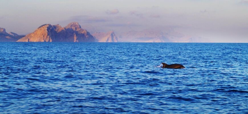 delfin en el mar