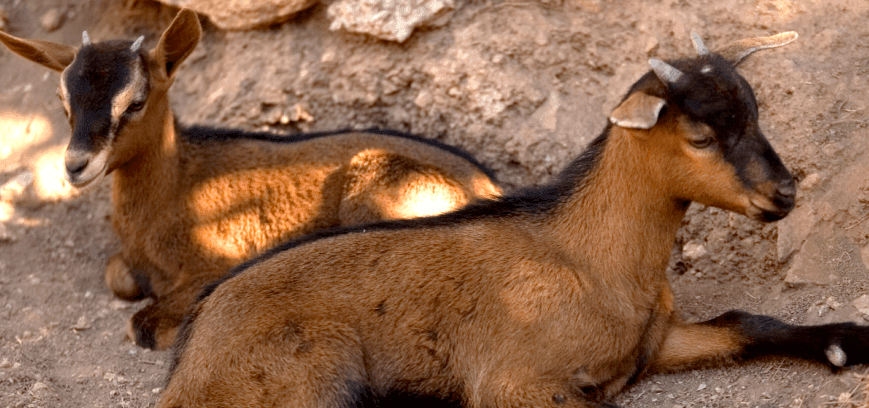 Típicos animales autóctonos en La Granja de Esporles