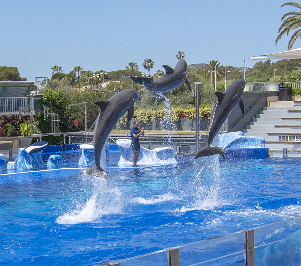 ver delfines en mallorca en marineland