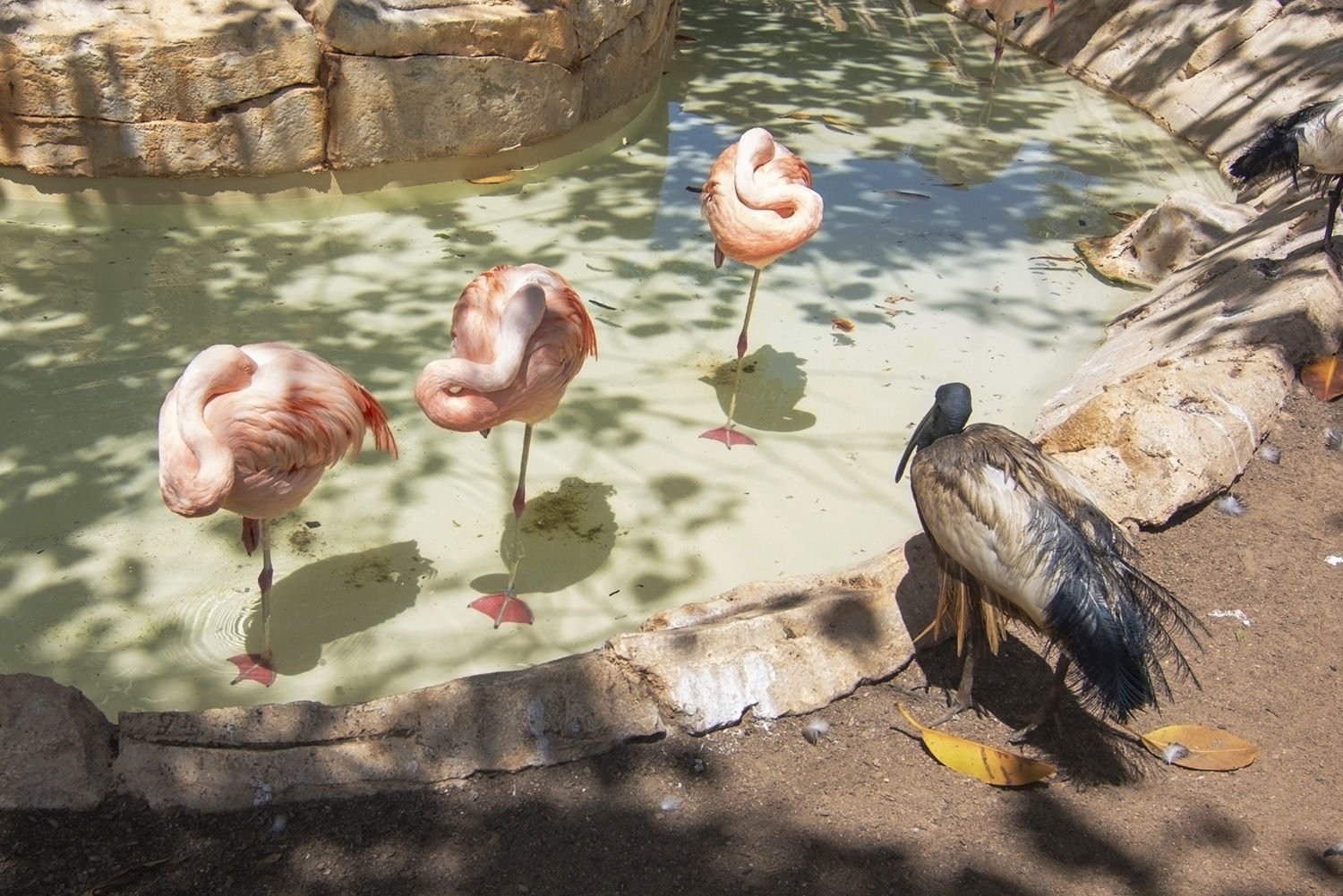 descuentos marineland