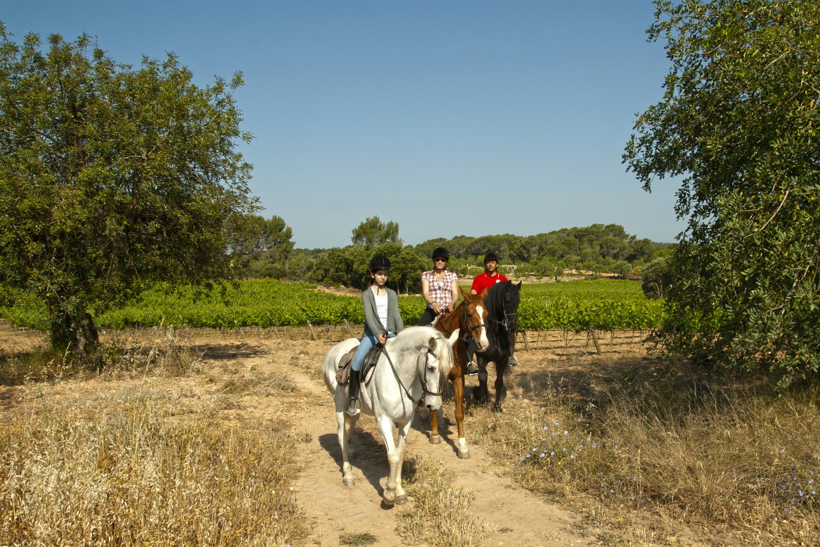 caballos en mallorca
