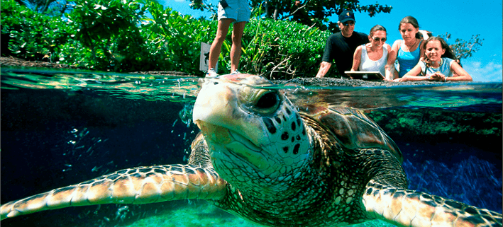 Aquarium en Mallorca
