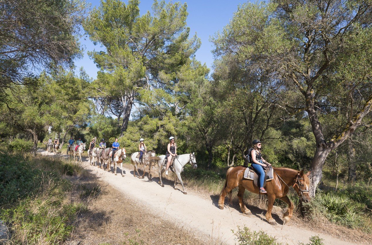 caballos en el bosque