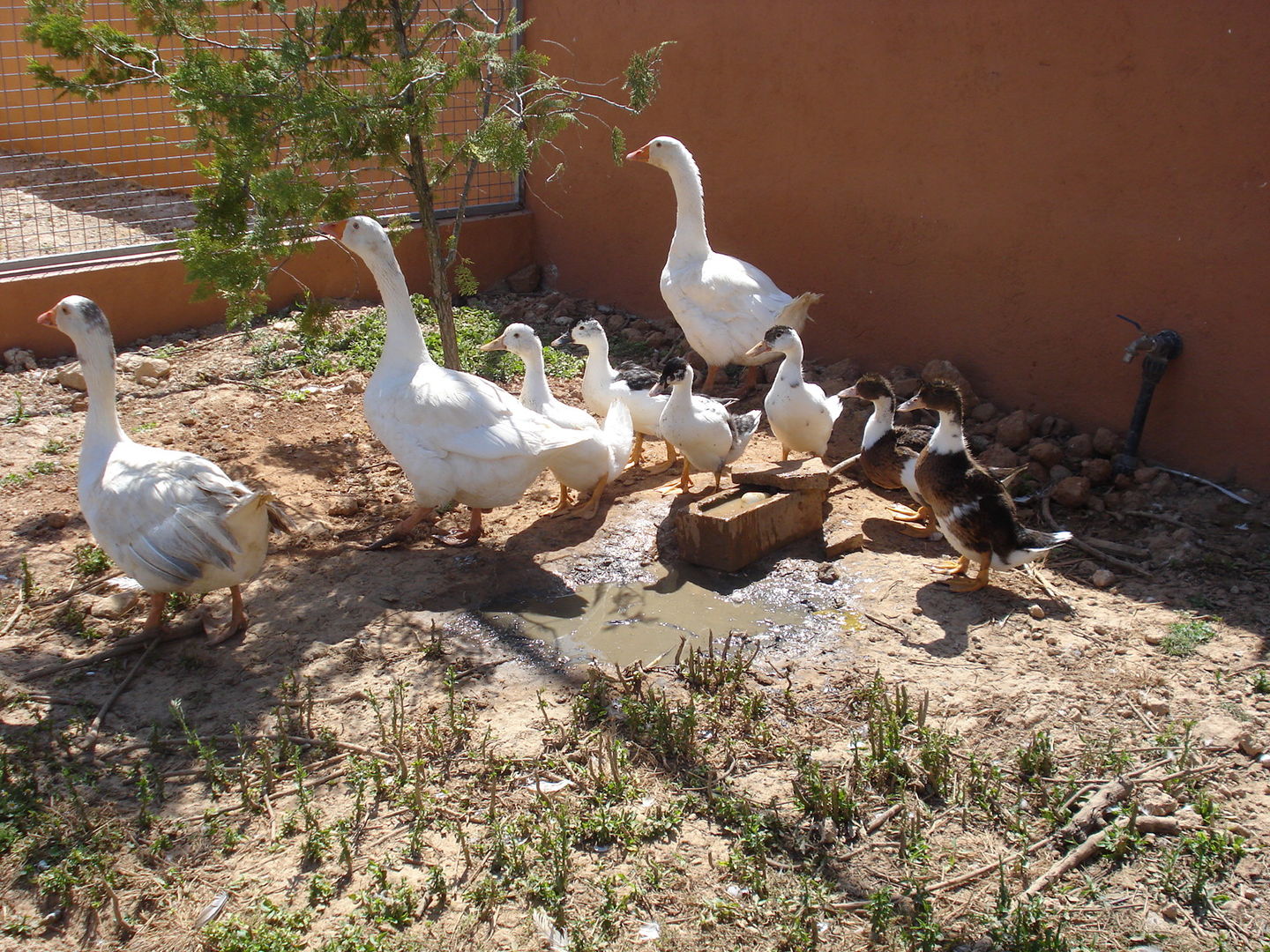 Otros animales en Rancho Ses Roques