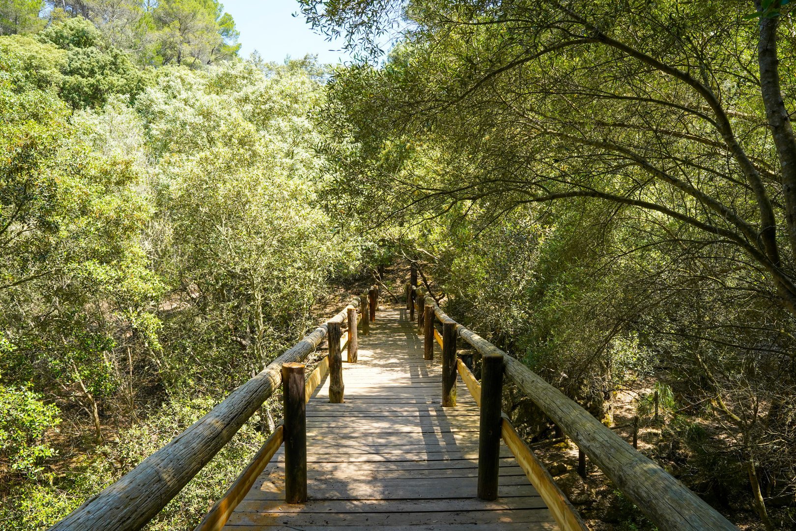 puente de madera en puig de galatzo
