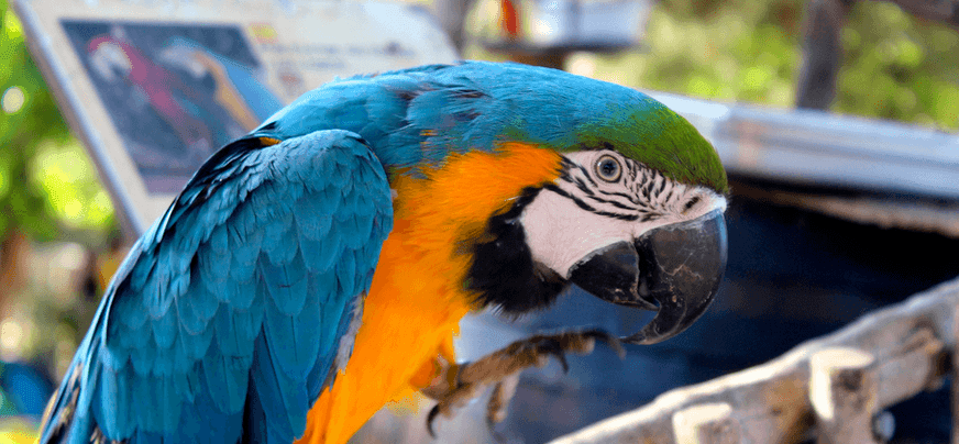 animales en la granja