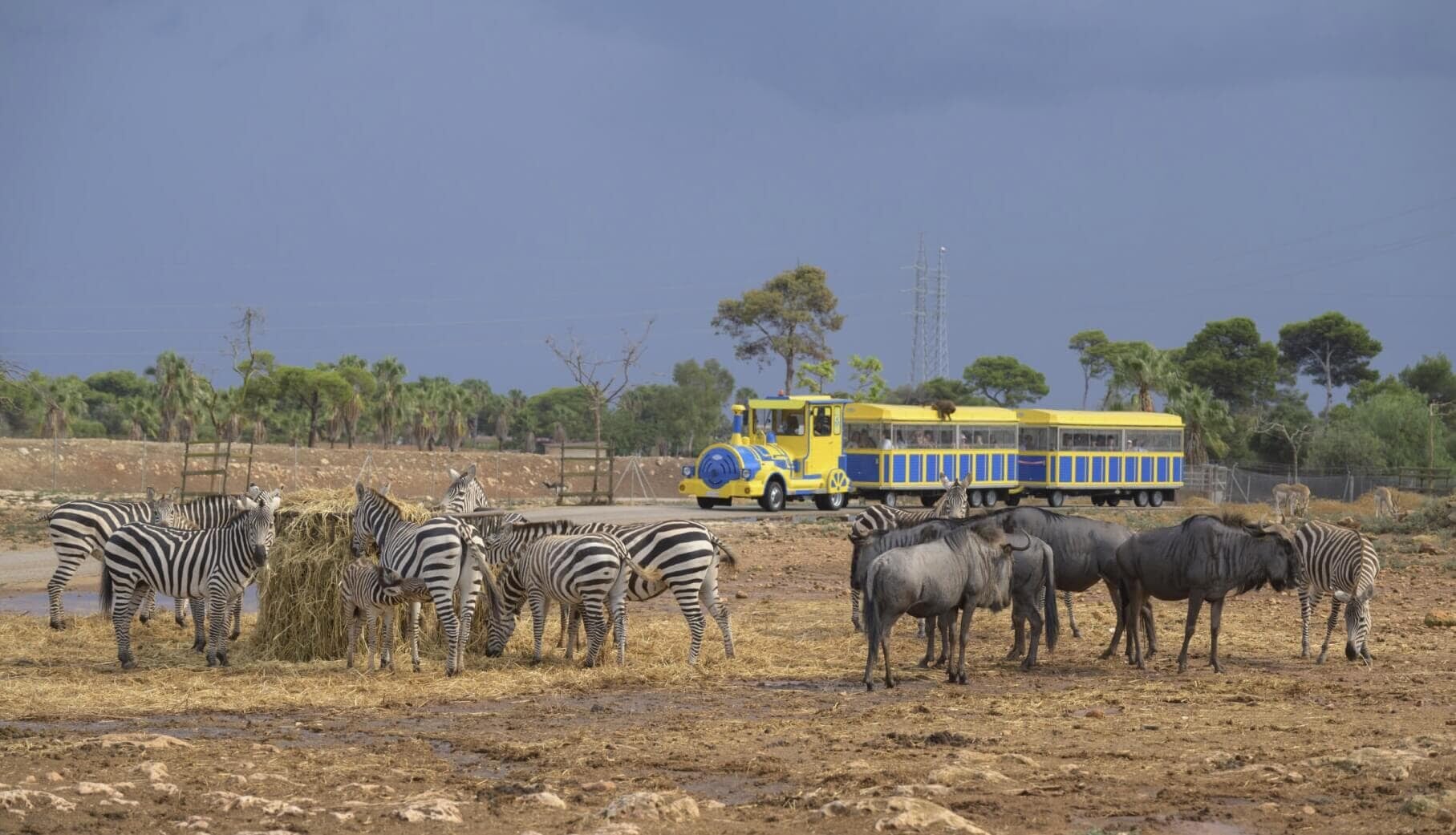 tren y cebras en el parque