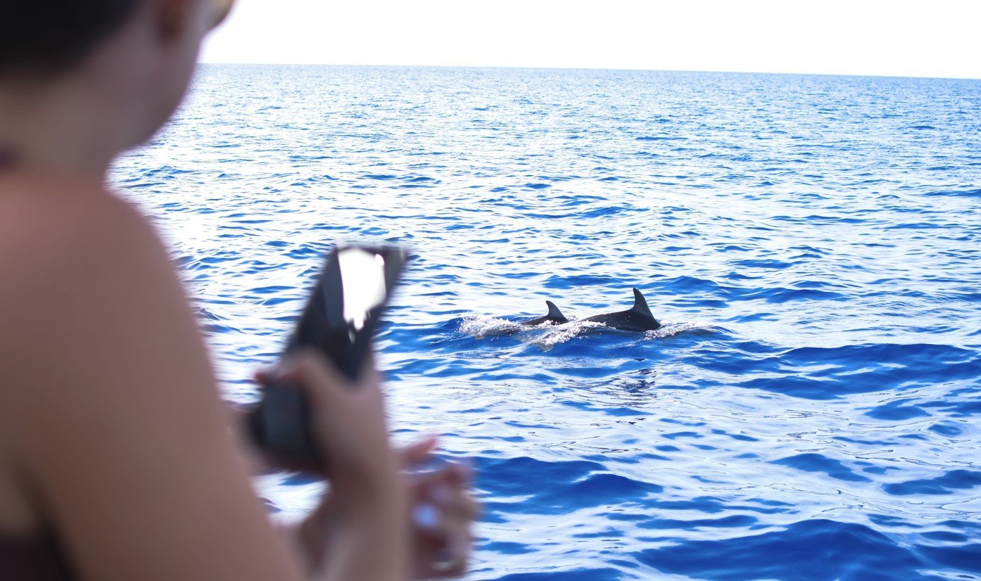 delfines en el mar en palma mallorca