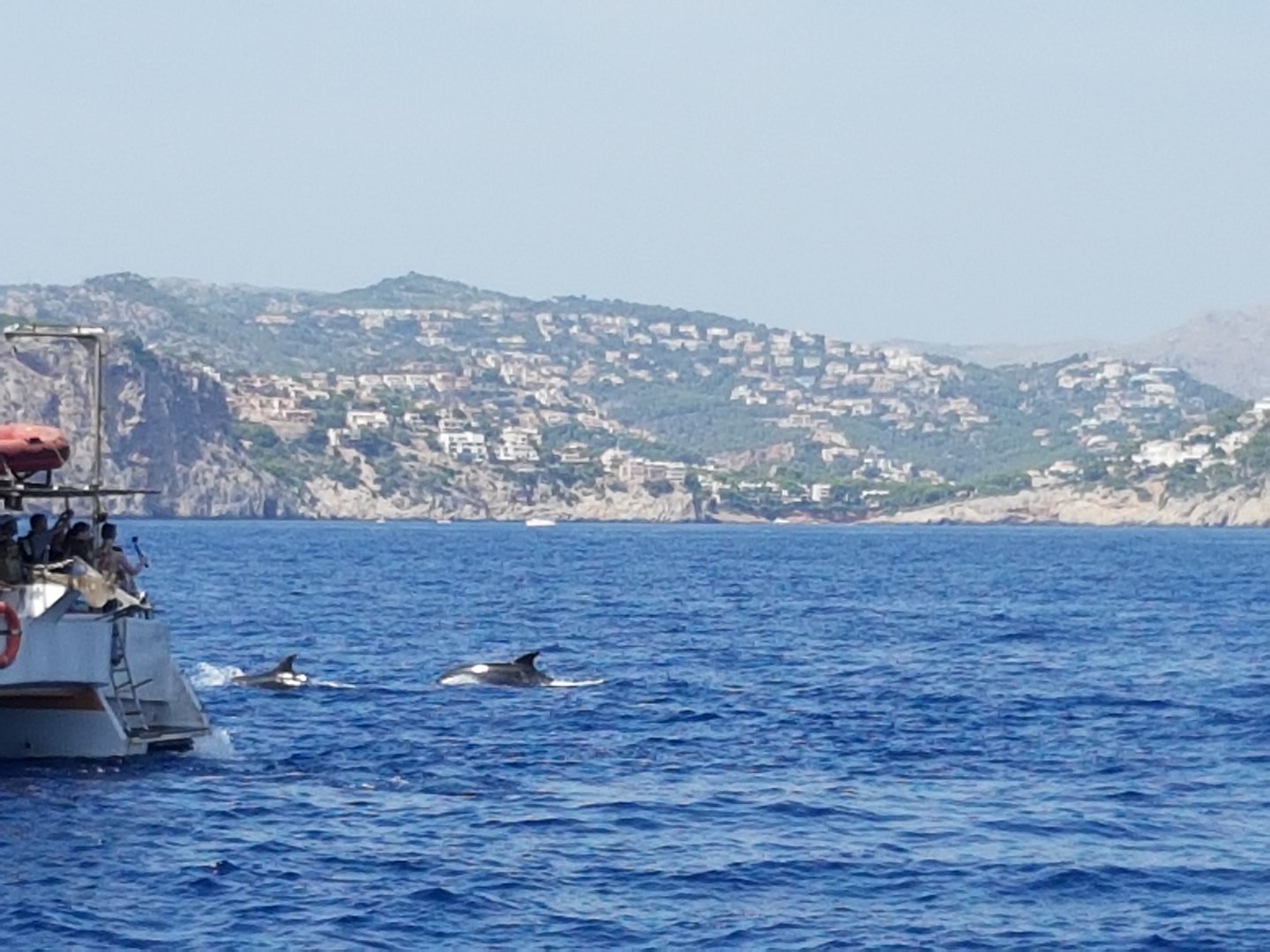 delfines nadando en el mar