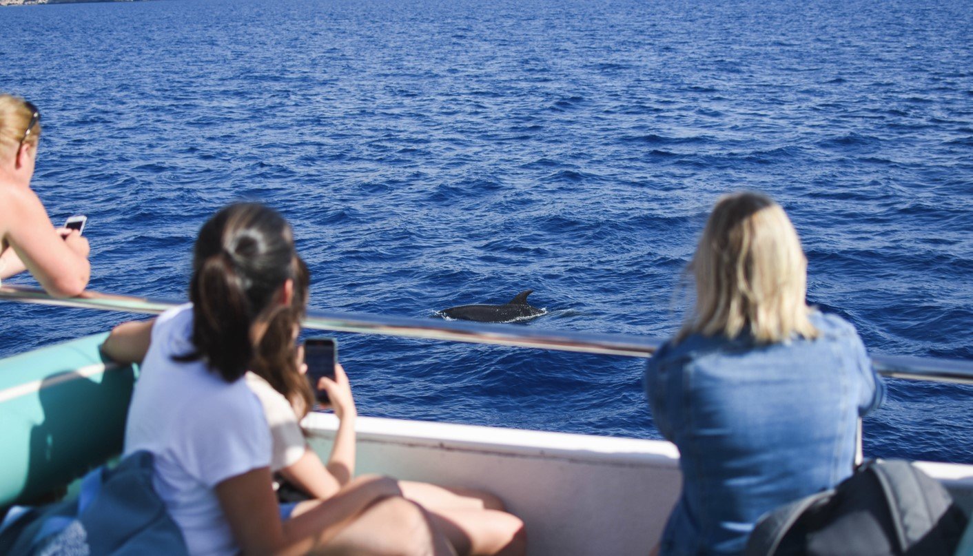 delfines saltando en el agua