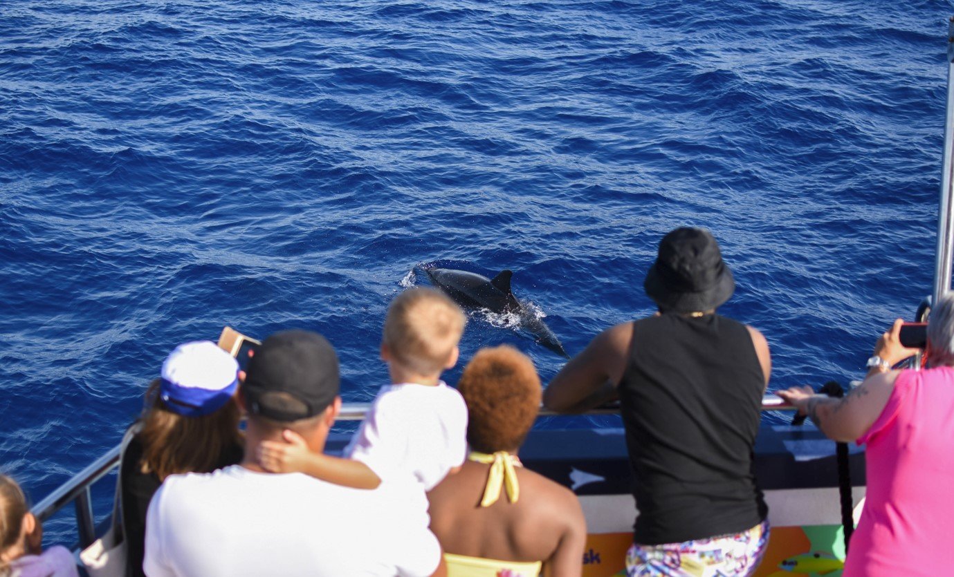 excursion en barco para ir a ver delfines
