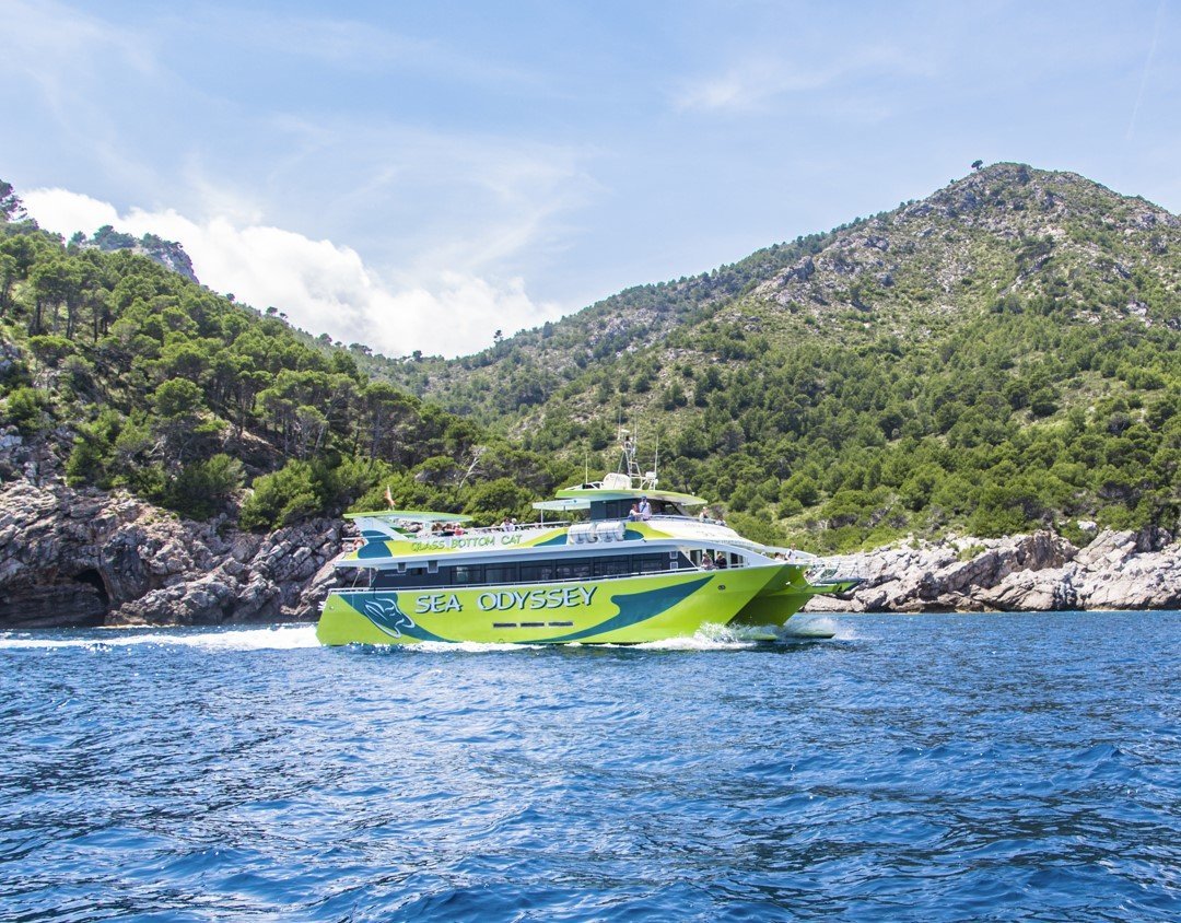 views of the pine forest