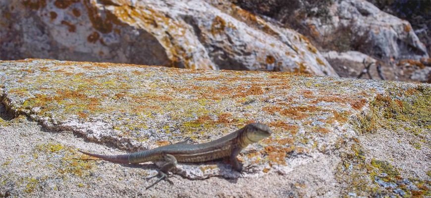 lizards at dragonera island