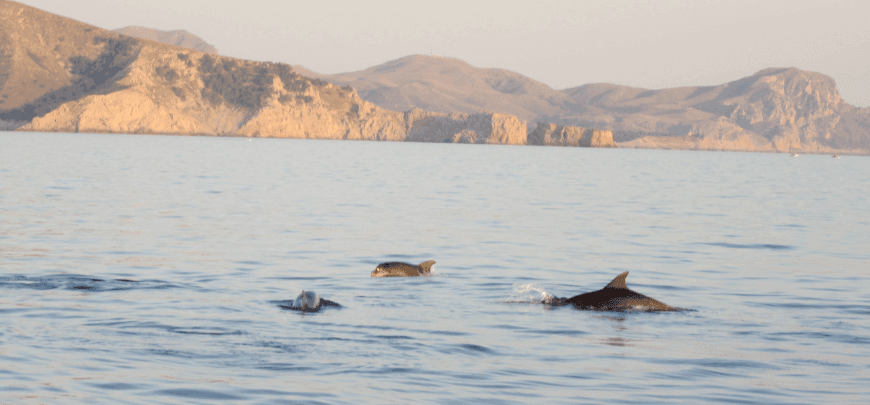 dolphin watching cala ratjada