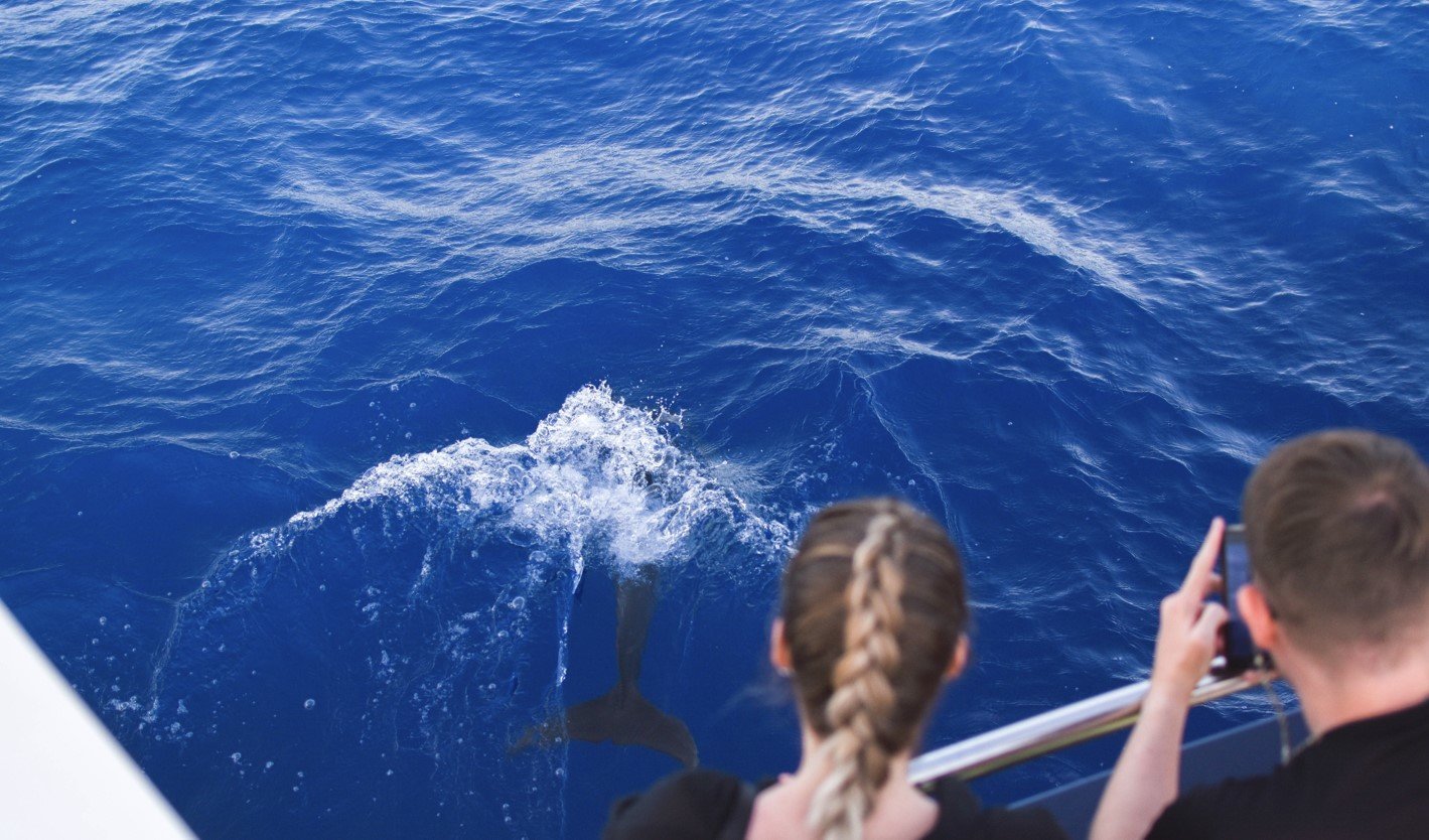 dolphin watching in palma de mallorca