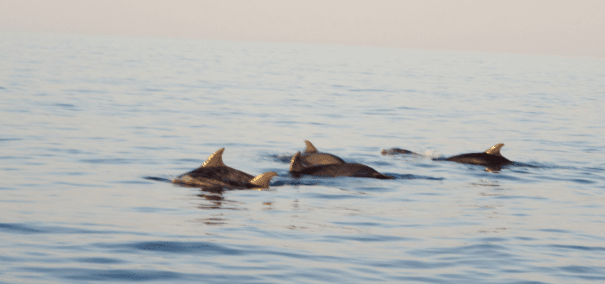 dolphins cala ratjada