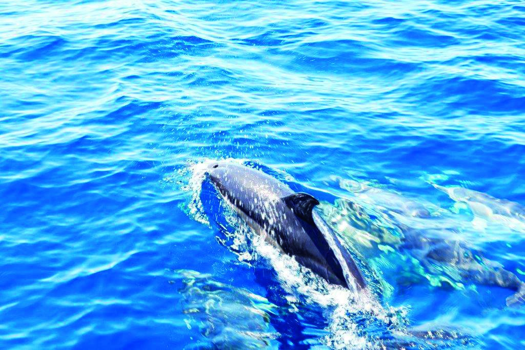dolphins in wild mallorca