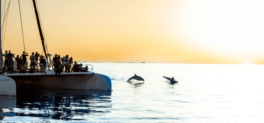 Dolphins jumping in the water
