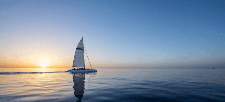 Dolphins near the catamaran
