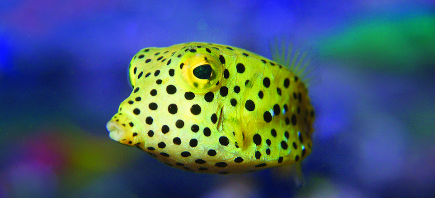 fish inside aquarium