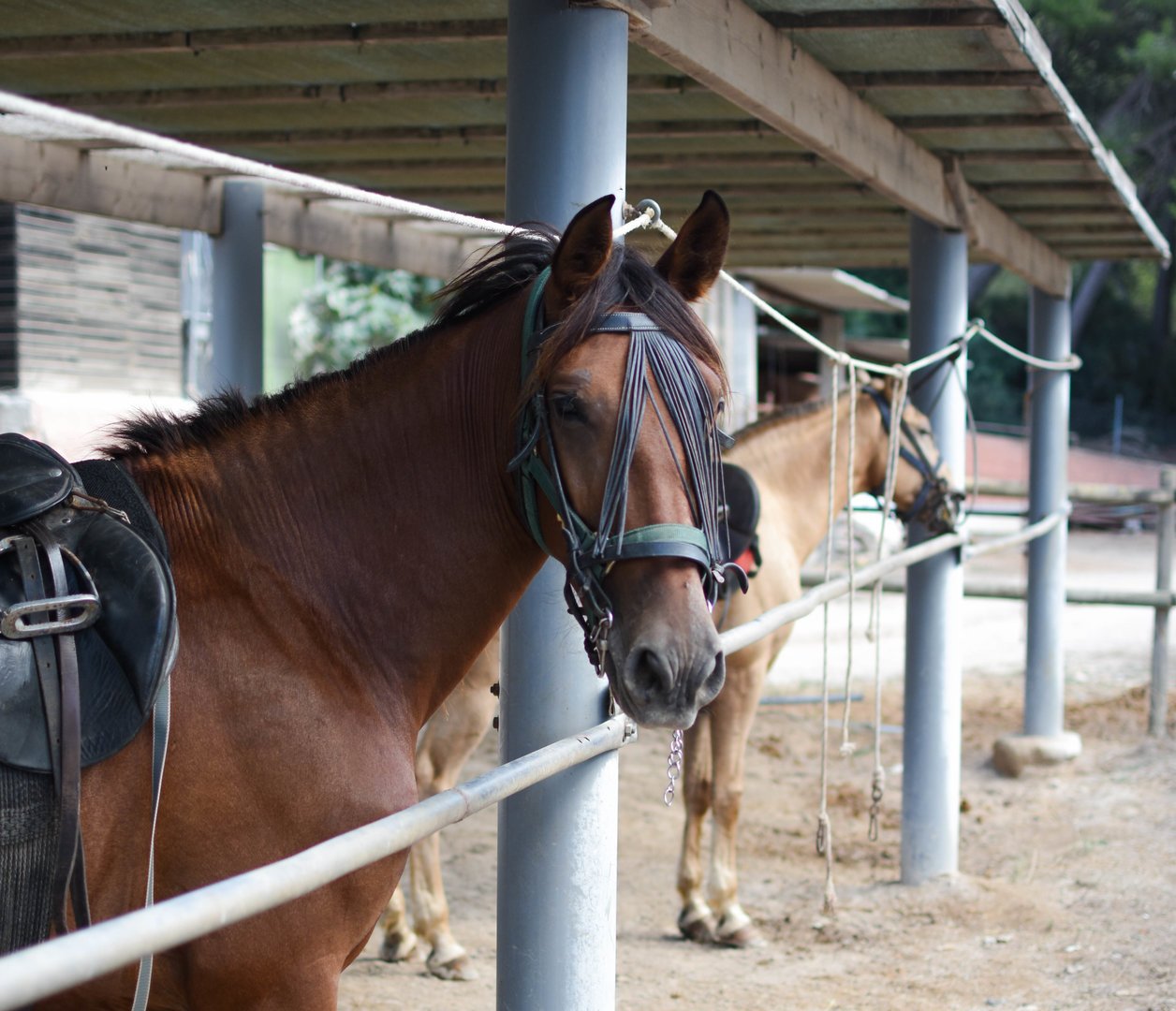 horse tour in alcudia