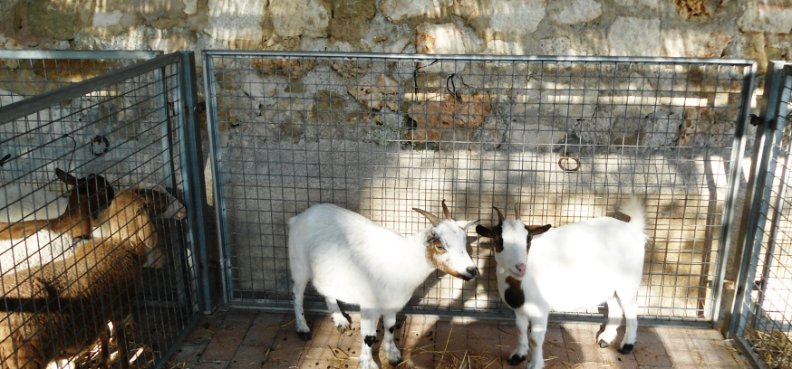 native animals from Mallorca