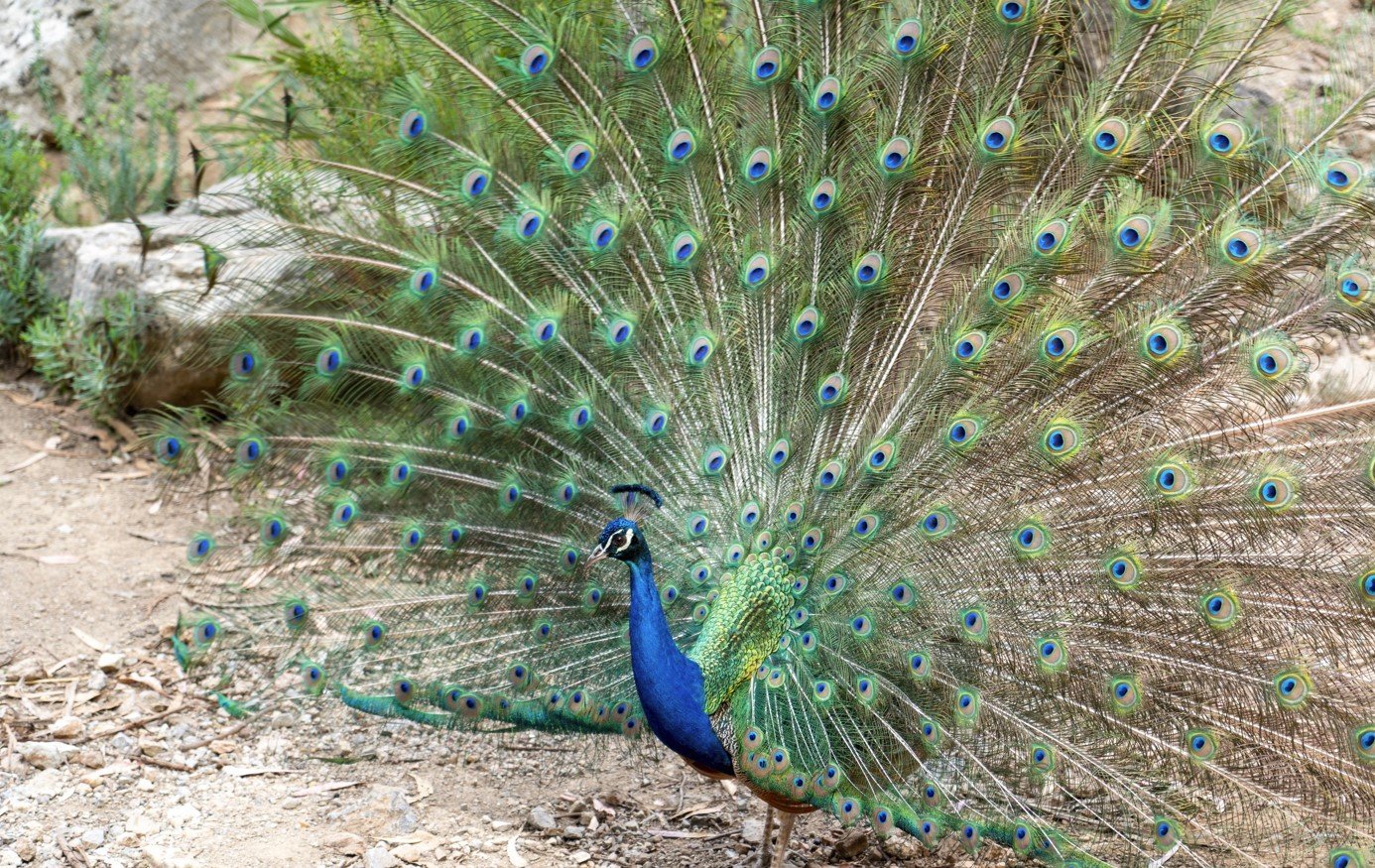 peacock in the wild
