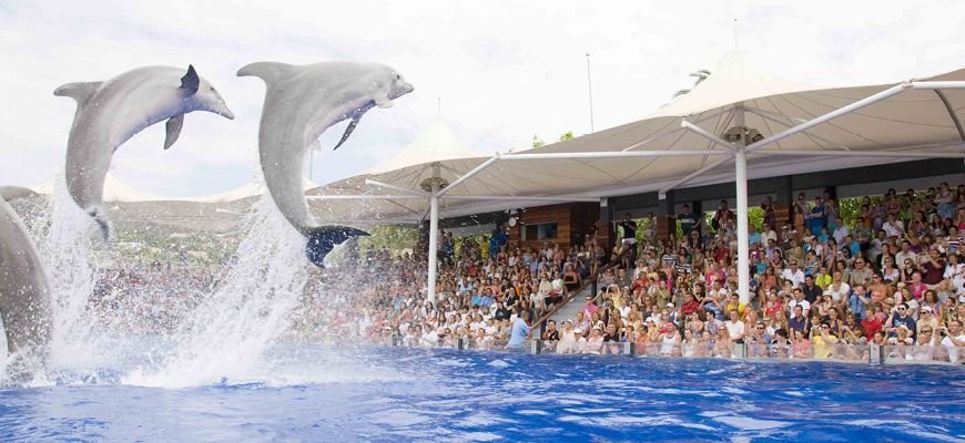 dolphins jumping