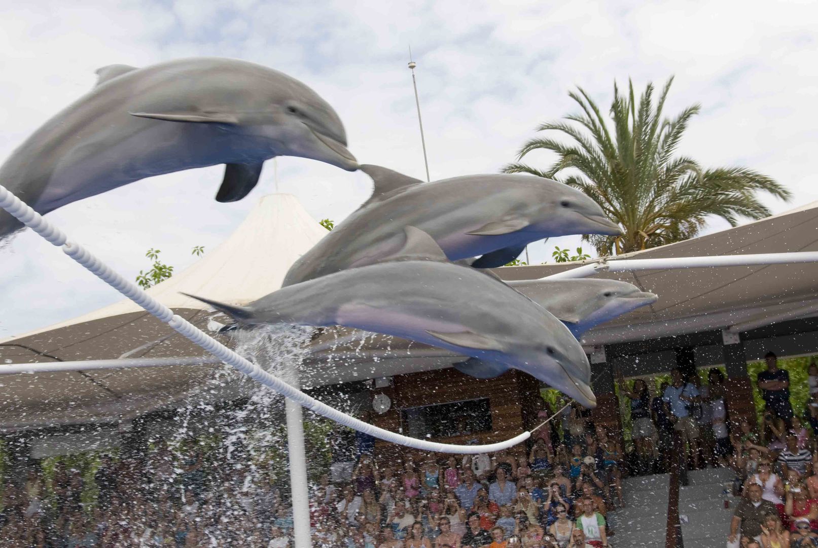 Part of the dolphin show