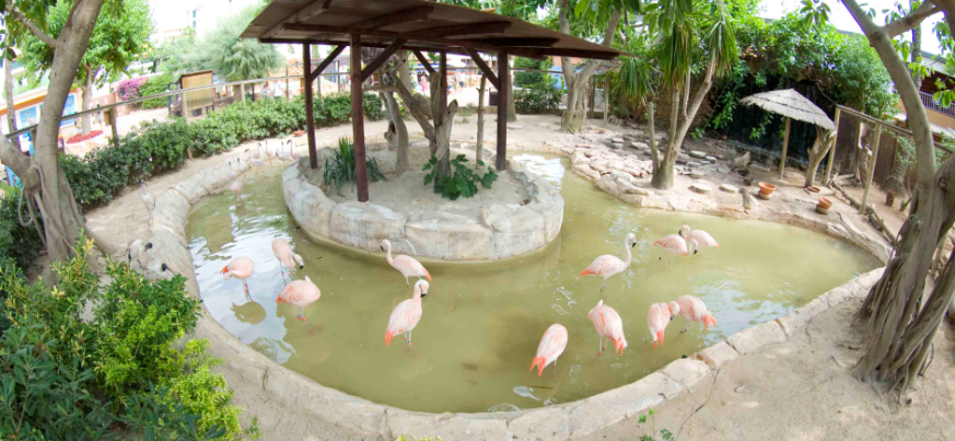 Flamingos in Marineland zoo