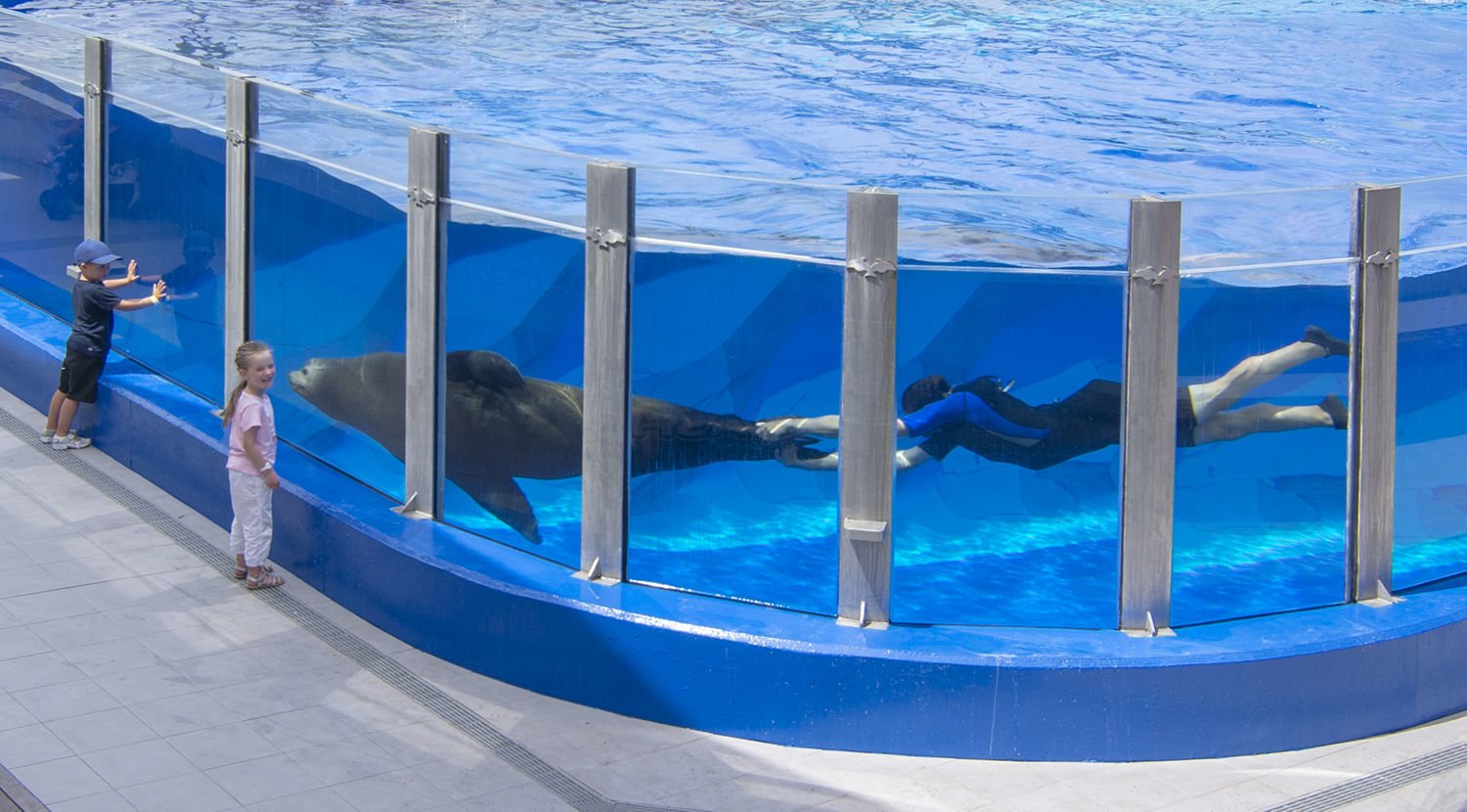 dolphins in marineland